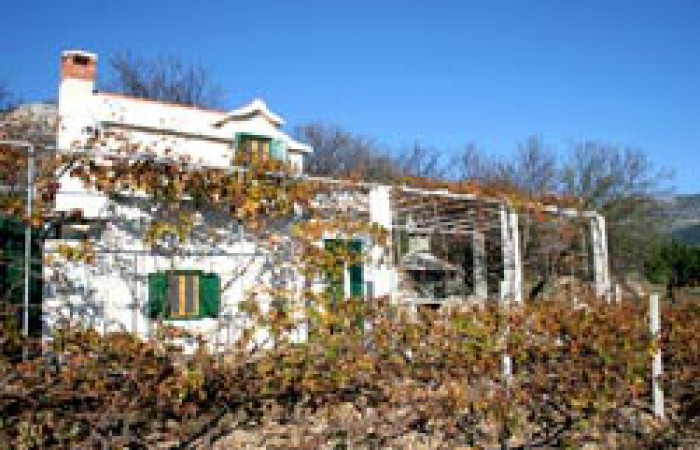 Vineyard Villa with pool